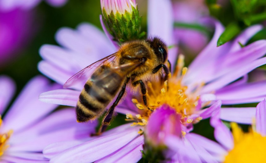 Pomagamy pszczołom przetrwać suszę