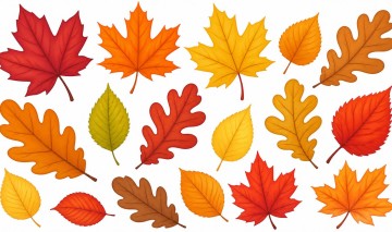 Kolorowe jesienne liscie piekne liscie klonu debu i brzozy w jesiennych kolorach pomaranczowy czerwony zolty brazowy zloty. Przyjazna ilustracja dla dzieci jasne kolory rozne ksztalty lisci idealna gra