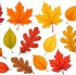 Kolorowe jesienne liscie piekne liscie klonu debu i brzozy w jesiennych kolorach pomaranczowy czerwony zolty brazowy zloty. Przyjazna ilustracja dla dzieci jasne kolory rozne ksztalty lisci idealna gra