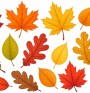 Kolorowe jesienne liscie piekne liscie klonu debu i brzozy w jesiennych kolorach pomaranczowy czerwony zolty brazowy zloty. Przyjazna ilustracja dla dzieci jasne kolory rozne ksztalty lisci idealna gra