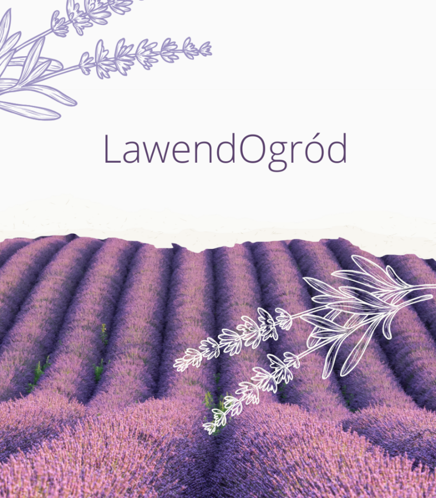 Lawendowy ogród gr. 6