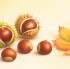 Oryginalny rysunek ilustracyjny kasztanow dla strony internetowej przedszkola  kilka lsniacych brazowych kasztanow w kolczastych lupinach oraz pojedyncze jesienne liscie na jasnym cieplym tle. Przyjazny delikat