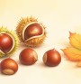 Oryginalny rysunek ilustracyjny kasztanow dla strony internetowej przedszkola  kilka lsniacych brazowych kasztanow w kolczastych lupinach oraz pojedyncze jesienne liscie na jasnym cieplym tle. Przyjazny delikat