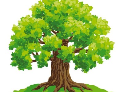 dab drzewa wektor rysunek 700 76224125