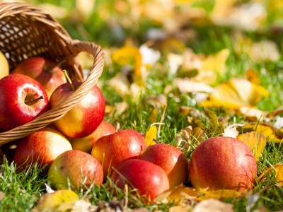 jablka owoce 096 kosz jesien liscie