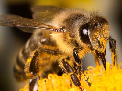pszczoly potrafia ostrzegac sie nawzajem za pomoca placzu i krzyku