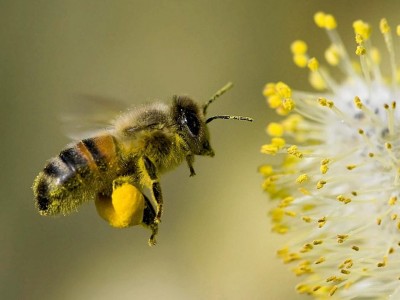 z23414544VRobotnica pszczoly miodnej zbierajaca pylek na tyl